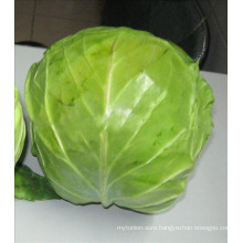 Cruciferous Vegetable cabbage good health cabbage